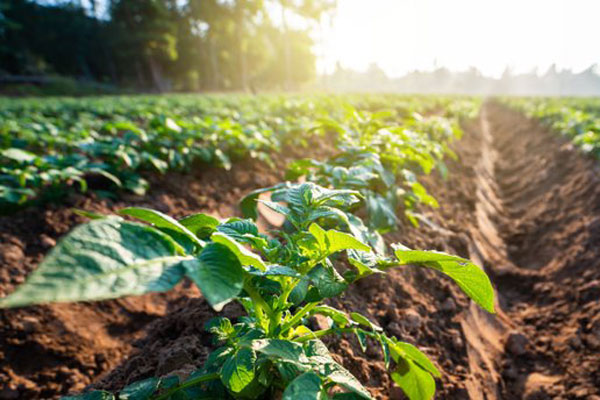 En potatisplanta i solsken